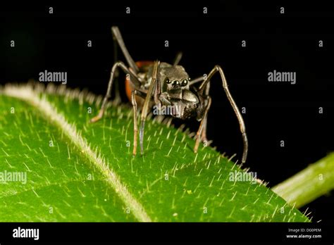 Male Ant Mimic Spider From Kampung Skudup Sarawak Malaysia Stock