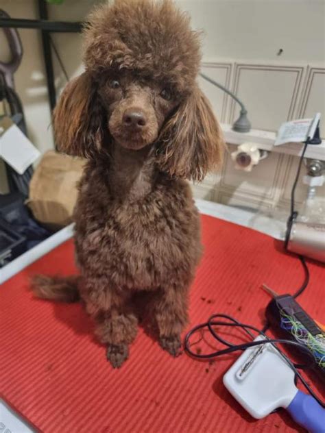 Purebred Female Tiny Toy Poodle One Year Old