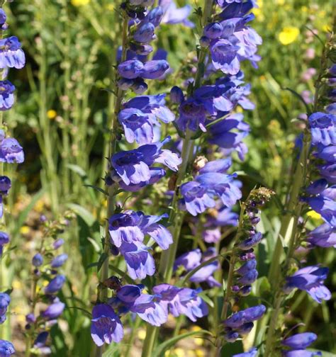 Check spelling or type a new query. Penstemon - Rocky Mountain | LifeSeedCompany.com