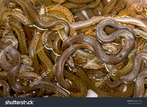 Many Snakes On Each Other Tangled Stock Photo 638561902 Shutterstock