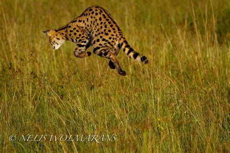 Jumping Serval Serval African Wild Cat Wild Cats