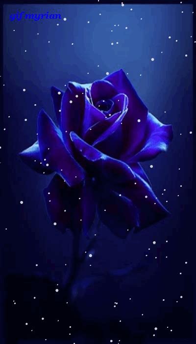 Blue Rose Animated Pictures