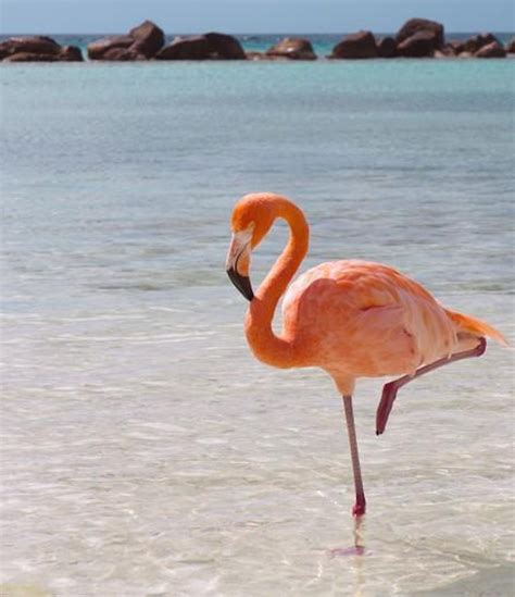 How Do Flamingos Balance On One Leg