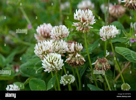 Flowering White Clover Trifolium Repens Berkshire July Stock Photo