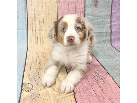 What Is A Merle Australian Shepherd