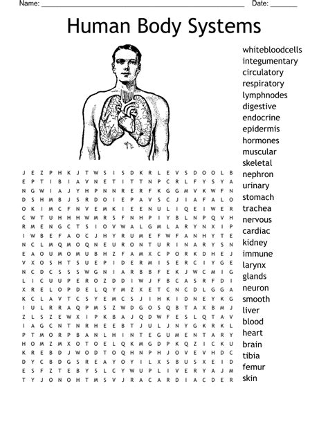 Human Body Systems Word Search Wordmint