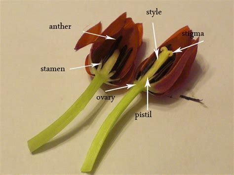 You can see in the photo to the right, the different flower parts. Science Class 6EP: febrero 2016