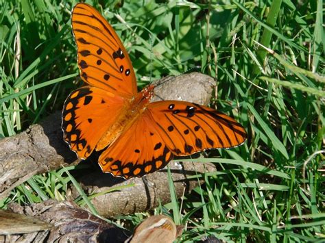 Orange Butterfly Smithsonian Photo Contest Smithsonian Magazine