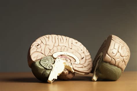 Two Halves Of A Brain Stock Photo Download Image Now Istock