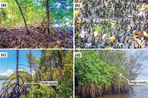 Mangrove Root System A Knee Roots Bruguiera Spp B Pneumatophores