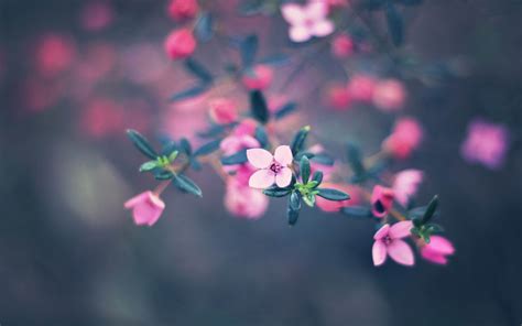 Cute Flower Wallpaper Hd Gambar Bunga