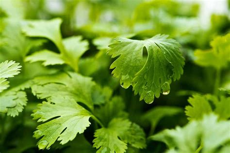 How To Harvest Cilantro Again And Again Growfully
