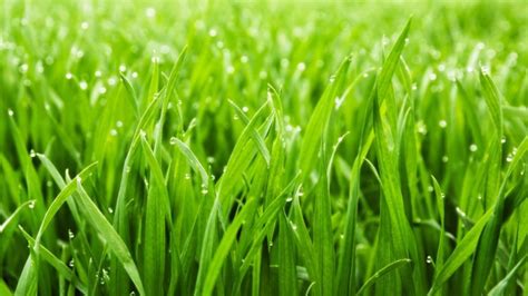 Gene hoffman, the ceo and president of chia network, says it was designed that way. Grass is green on both sides - Be Yourself