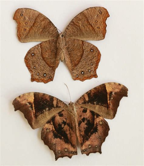 Butterflies Of Vietnam 34 Melanitis Leda Leda The