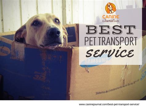 Best Pet Transport Service Who Meets Your Relocation Needs Pet