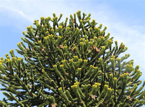 Die andentanne oder chilenische araukarie, wächst langsam und sie fällt auf durch ihren wunderschönen nadel. Chilenische Schmucktanne - Araucaria araucana - Baumschule ...