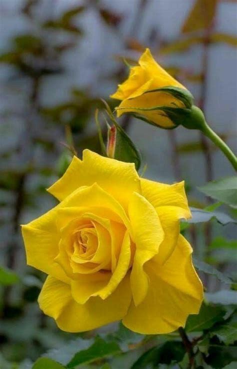 Pin By Hunny Adam On Beatiful And Clourful Flowers Beautiful Rose