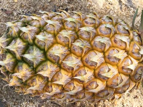How Do Pineapples Grow Thailands Sweet And Totally