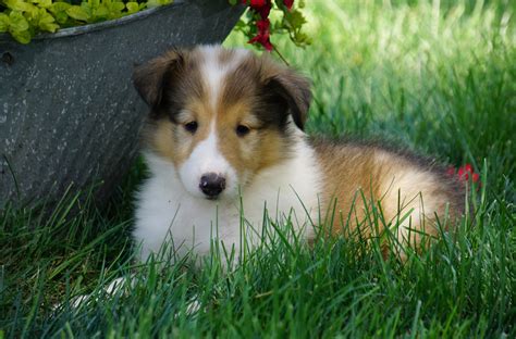 Akc Registered Lassie Collie For Sale Fredericksburg Oh Female Lily Ac Puppies Llc