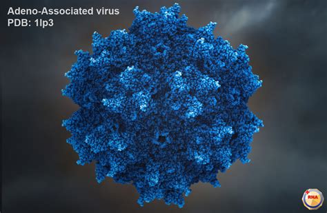 Virusworld : Adeno-Associated virus 2