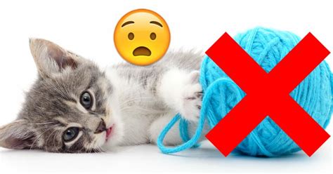 The Scary Reason Why You Should Never Let Your Cat Play With Yarn