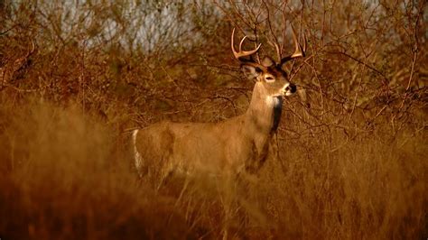 Big Whitetail Buck Wallpaper 56 Images