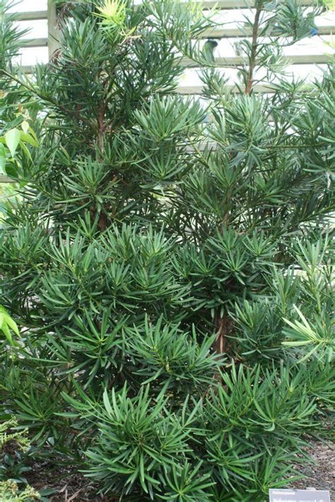 Learn About Podocarpus Plants Guide To Growing A Podocarpus Tree