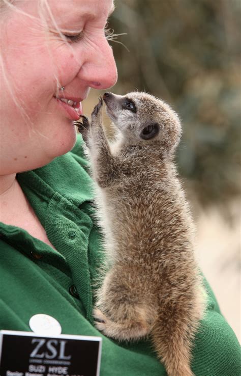 Omg Hand Reared Meerkats Lia And Roo Make A Big Debut Popsugar Pets