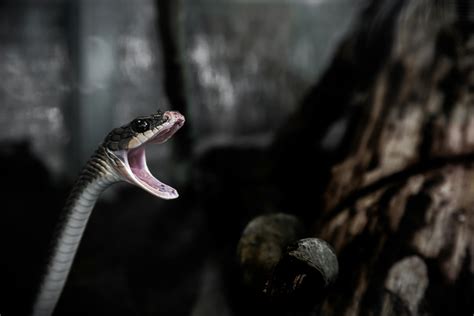 Shallow Focus Photography of Gray Snake With Black Tongue · Free Stock