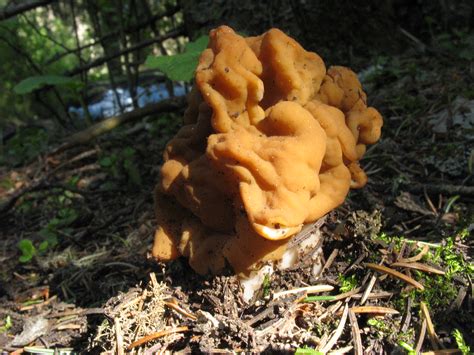 The False Morel Montana Mushrooms