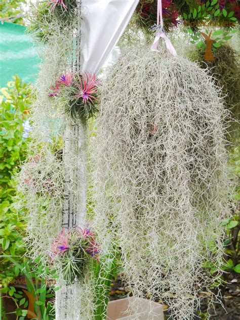 It's native to mexico, central america, south america, the u.s., and the caribbean. 40oz Live Fresh Spanish Moss from our Oak Trees for your ...