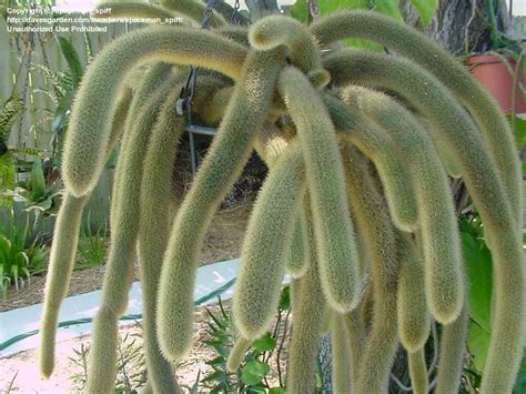 Depend on their growing conditions. My cactus decided to grow sideways : mildlyinteresting
