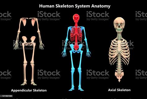 Foto De Sistema De Esqueleto Humano Apendicular E Esqueleto Axial