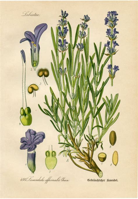 Maybe you would like to learn more about one of these? Lavender Botanical Drawing Lavender Drawing Botanical
