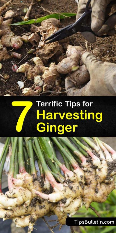 Terrific Tips For Harvesting Ginger