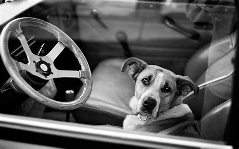 Leaving Dogs In Cars Can Be Lethal
