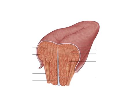 Intrinsic and extrinsic tongue muscles