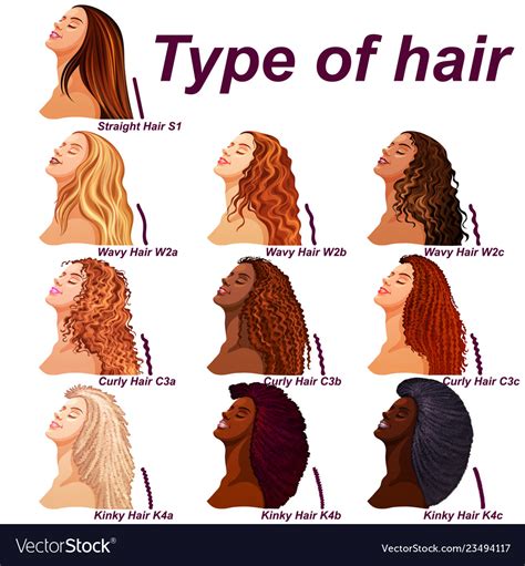 Hair Types Chart Displaying All Types And Labeled Vector Image