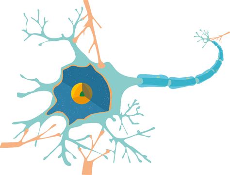 Eine bipolare nervenzelle ist ein neuron mit zwei fortsätzen. Physiologische Grundlagen der Neurobiologie - Biologie ...