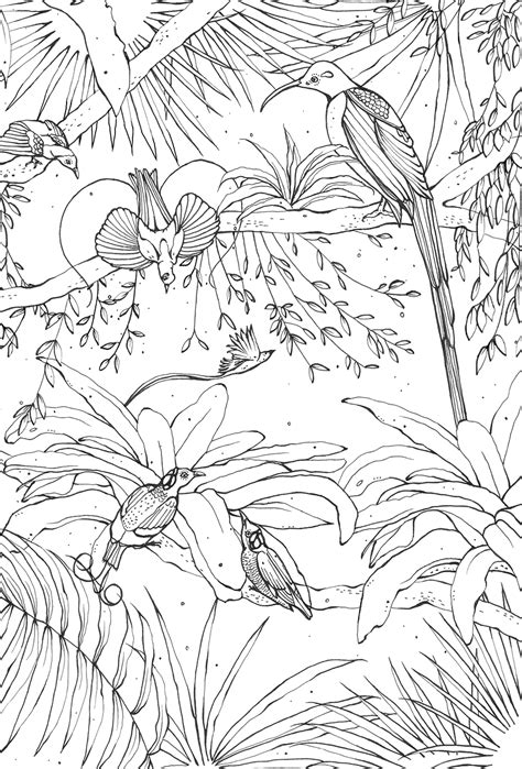 Kerry Lemon: 'Birds of Paradise' colouring book