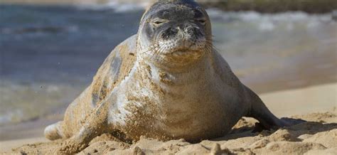 The Marine Mammal Center Hawaiian Monk Seal