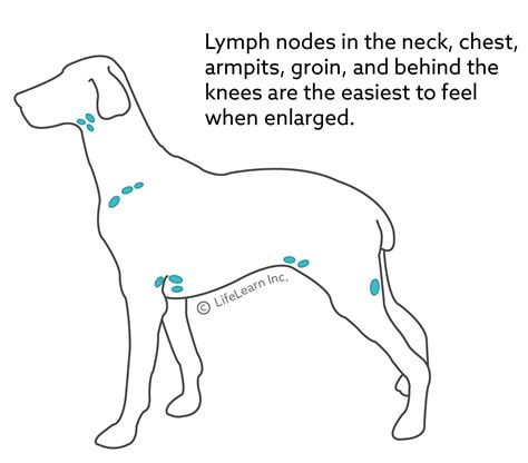 Canine Lymphoma Wellness Veterinary Hospital