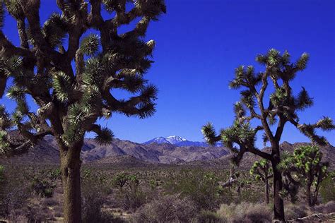 A Short Weekend In Joshua Tree National Park And Palm Springs Off The