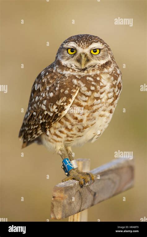 Burrowing Owl Athene Cunicularia Banded On Both Legs With