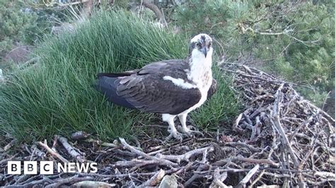 Osprey Waits For Lassie To Come Home To Dunkeld Reserve Bbc News