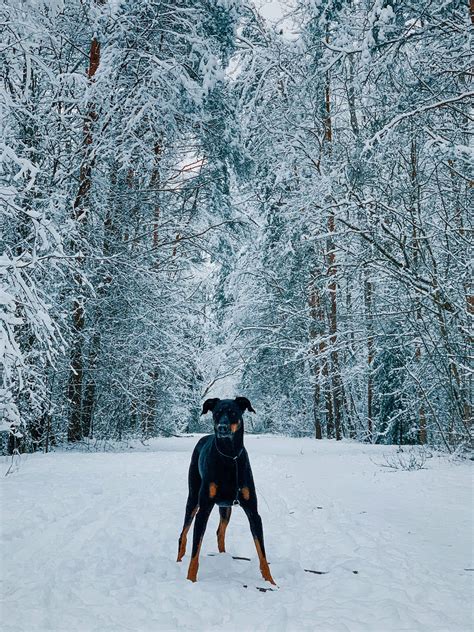 Blue Heeler Doberman Mix Breed Brief Description The Blue Heeler By