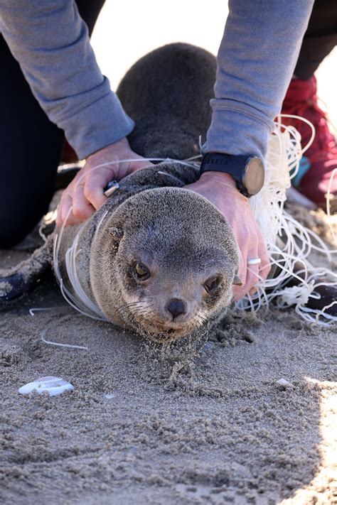 Hundreds Of Cape Fur Seals Entangled In Fishing Lines And Nets Every
