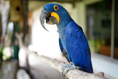 Is The Blue Macaw Extinct Not Yet • • Earthpedia