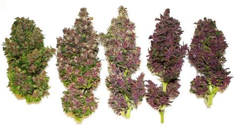 How To Grow Pink Or Purple Cannabis Buds Grow Weed Easy
