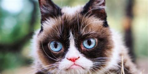 Grumpy Cat Is Dead But Will Live On Through Artificial Intelligence